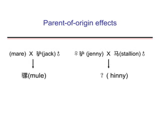 Parent-of-origin effects
(mare) X 驴(jack)♂ ♀驴 (jenny) X 马(stallion)♂
骡(mule) ？( hinny)
 