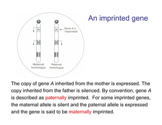An imprinted gene
The copy of gene A inherited from the mother is expressed. The
copy inherited from the father is silenced. By convention, gene A
is described as paternally imprinted. For some imprinted genes,
the maternal allele is silent and the paternal allele is expressed
and the gene is said to be maternally imprinted.
 
