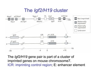 The Igf2/H19 cluster
The Igf2/H19 gene pair is part of a cluster of
imprinted genes on mouse chromosome7.
ICR: imprinting control region; E: enhancer element
 