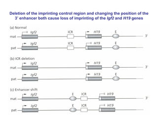 Deletion of the imprinting control region and changing the position of the
3’ enhancer both cause loss of imprinting of the Igf2 and H19 genes
 