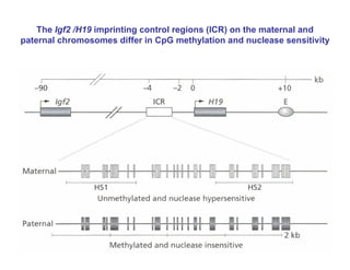 The Igf2 /H19 imprinting control regions (ICR) on the maternal and
paternal chromosomes differ in CpG methylation and nuclease sensitivity
 