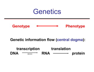 Genetics
Genotype Phenotype
Genetic information flow (central dogma):
transcription translation
DNA RNA protein
 