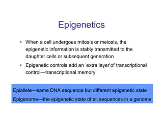 Epigenetics
• When a cell undergoes mitosis or meiosis, the
epigenetic information is stably transmitted to the
daughter cells or subsequent generation
• Epigenetic controls add an ‘extra layer’of transcriptional
control—transcriptional memory
Epiallele—same DNA sequence but different epigenetic state
Epigenome—the epigenetic state of all sequences in a genome
 