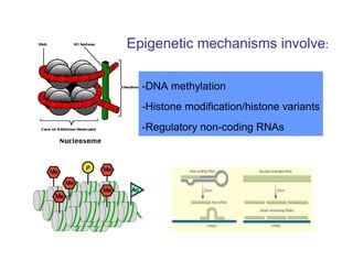 Epigenetic mechanisms involve:
-DNA methylation
-Histone modification/histone variants
-Regulatory non-coding RNAs
 
