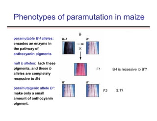 Phenotypes of paramutation in maize
paramutable B-I alleles:
encodes an enzyme in
the pathway of
anthocyanin pigments
null b alleles: lack these
pigments, and these b
alleles are completely
recessive to B-I
paramutagenic allele B’:
make only a small
amount of anthocyanin
pigment.
F1
F2
B-I is recessive to B’?
3:1?
 