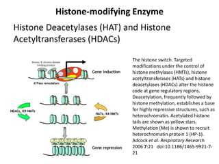 MatteiMG et al (2003 .)URL : http://AtlasGeneticsOncology.org/Educ/HeterochromEng.html