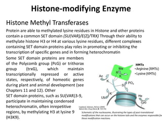 Histone-modifying EnzymeHistone Deacetylases (HAT) and Histone Acetyltransferases (HDACs)The histone switch. Targeted modifications under the control of histone methylases (HMTs), histone acetyltransferases (HATs) and histone deacetylases (HDACs) alter the histone code at gene regulatory regions. Deacetylation, frequently followed by histone methylation, establishes a base for highly repressive structures, such as heterochromatin. Acetylated histone tails are shown as yellow stars. Methylation (Me) is shown to recruit heterochromatin protein 1 (HP-1). Adcock et al.Respiratory Research 2006 7:21   doi:10.1186/1465-9921-7-21