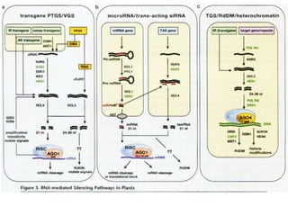 RNAi and related types of gene silencing represent cellular responses to double-stranded RNA (dsRNA). The proliferation of RNAi-mediated gene-silencing pathways in plants is illustrated by1. the expansion and functional diversification of gene families encoding core components of RNAi: the Arabidopsis genome encodes four DICER-LIKE (DCL) proteins and ten Argonaute (AGO) proteins2. the heterogeneity in length and functional diversity of small RNAs, including the 21-nucleotide short interfering RNAs (siRNA) derived from transgenes and viruses, and several types of endogenous small RNAs, such as 21- to 24-nucleotide microRNAs; 21-nucleotide trans-acting siRNAs, and 24- to 26nucleotide heterochromatic siRNAs3. the various modes of gene silencing elicited by different small RNAs: PTGS involves mRNA degradation or repression of translation, and TGS is  associated with epigenetic modifications such as DNA cytosine methylation and histone methylation4. the importance of PTGS in antiviral defense, which can be countered by a variety of plant viral proteins that repress silencing at different steps of the pathway5. the existence of processes, such as non-cellautonomous silencing and transitivity (see Section 3.2, Non-ceil-autonomous silencing and transitivity),that rely on RNA-dependent RNA polymerases, six of which are encoded in the Arabidopsis genome