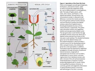Figure 1. Specialties of the Plant life CyclePlants can propagate sexually (gametogenesis,fertilization, and seed formation, right)as well as somatically (vegetative sprigs,de- and re-differentiation or embryogenesis,left). The body of higher plants, withroots, stem, leaves, and flowers, is thediploid sporophyte. During meiosis, thechromosome number is reduced to half.Whereas in animals the meiotic productsform the gametes without further divisionand fuse directly to produce the diploidembryo, plants form haploid male orfemale gametophytes by two or threemitotic divisions, respectively. The pollentube ultimately contains one vegetative(white) and two generative (black) nuclei.The two generative nuclei fertilize the eggcell (black) and the central cell, which has adiploid nucleus derived from fusion of thetwo polar nuclei (yellow). This double fertilizationgives rise to the diploid embryo andthe triploid endosperm, which provides anutrient source for the developing embryo.After seed germination, the embryo willgrow into a new sporophyte. In addition,most plants have the potential for vegetativepropagation through activation of quiescentlateral meristems, outgrowth ofspecialized root structures such as tubers,amplification in tissue culture, and evenregeneration from individual somatic cellsafter removal of the cell wall (protoplasts).Endoreduplication is frequent in plants,producing polyploid cells or tissues. Plantscan be grafted to produce chimeras. Insummary, genetic and epigenetic informationin plants therefore passes a much lesswell-defined germ line than in animals.