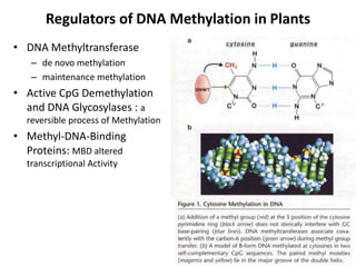 Histone-modifying Enzymes