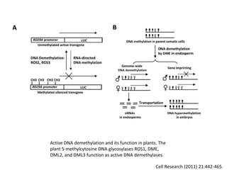 Other Chromatin ProteinRegulators of DNA Methylation in PlantsDNA Methyltransferasede novo methylationmaintenance methylationActive CpGDemethylation and DNA Glycosylases : a reversible process of Methylation Methyl-DNA-Binding Proteins: MBD altered transcriptional Activity