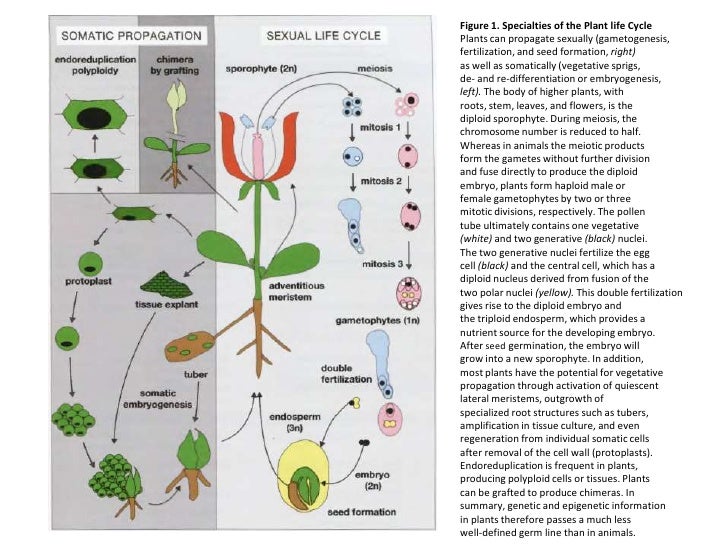 regulation in plants