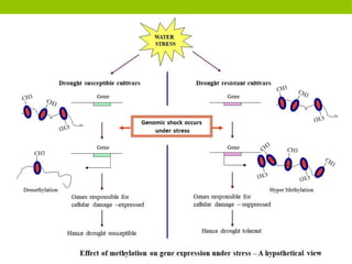 Epigenetic regulation in plants & stress response.pptx
