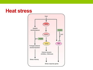 Epigenetic regulation in plants & stress response.pptx