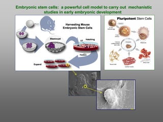 Epigenetic regulation of cardiogenesis | PDF