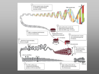 Epigenetic regulation of cardiogenesis | PDF