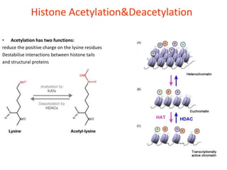 Histone Acetylation&Deacetylation

• Acetylation has two functions:
reduce the positive charge on the lysine residues
Destabilise interactions between histone tails
and structural proteins
 