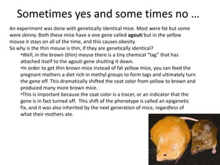 Sometimes yes and some times no …
An experiment was done with genetically identical mice. Most were fat but some
were skinny. Both these mice have a one gene called agouti but in the yellow
mouse it stays on all of the time, and this causes obesity.
So why is the thin mouse is thin, if they are genetically identical?
    •Well, in the brown (thin) mouse there is a tiny chemical “tag” that has
    attached itself to the agouti gene shutting it down.
    •In order to get thin brown mice instead of fat yellow mice, you can feed the
    pregnant mothers a diet rich in methyl groups to form tags and ultimately turn
    the gene off. This dramatically shifted the coat color from yellow to brown and
    produced many more brown mice.
    •This is important because the coat color is a tracer, or an indicator that the
    gene is in fact turned off. This shift of the phenotype is called an epigenetic
    fix, and it was also inherited by the next generation of mice, regardless of
    what their mothers ate.
 