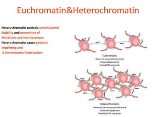 Euchromatin&Heterochromatin
Heterochromatin controls chromosomal
Stability and prevention of
Mutations and translocations
Heterochromatin cause genomic
Imprinting and
 X chromosomal inactivation
 