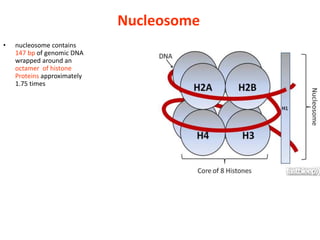 Nucleosome
•   nucleosome contains
    147 bp of genomic DNA
    wrapped around an
    octamer of histone
    Proteins approximately
    1.75 times
 
