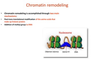 Chromatin remodeling
•   Chromatin remodeling is accomplished through two main
    mechanisms:
•   Post trans translational modification of the amino acids that
    make up histone protein
•   Addition of methyl group to DNA
 