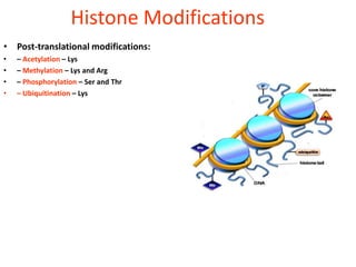 Histone Modifications
• Post-translational modifications:
•   – Acetylation – Lys
•   – Methylation – Lys and Arg
•   – Phosphorylation – Ser and Thr
•   – Ubiquitination – Lys
 