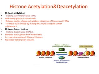 Histone Acetylation&Deacetylation
•   Histone acetylation
•   – Histone acetyl transferases (HATs)
•   Adds acetyl groups to histone tails
•    Reduces positive charge and weakens interaction of histones with DNA
•    Facilitates transcription by making DNA more accessible to RNA
    polymerase II
•   Histone deacetylation
•   – Histone deacetylases (HDACs)
•   Removes acetyl groups from histone tails
•   Increases interaction of DNA and histones
•   Represses transcription (usually)
 