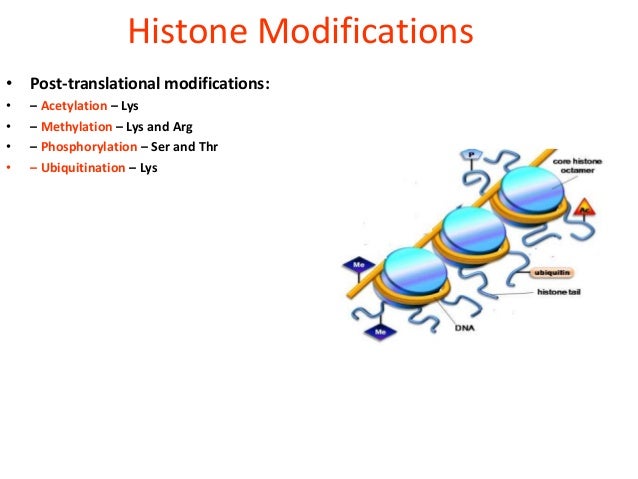 histone modification