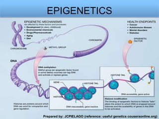 EPIGENETICS

Prepared by: JCPIELAGO (reference: useful genetics couseraonline.org)

 