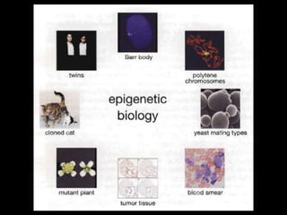 Epigenetics | PPTX