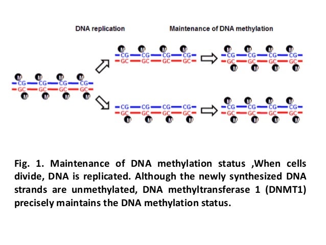 دراسة مادة علم الوراثة  Epigenetics-3-638