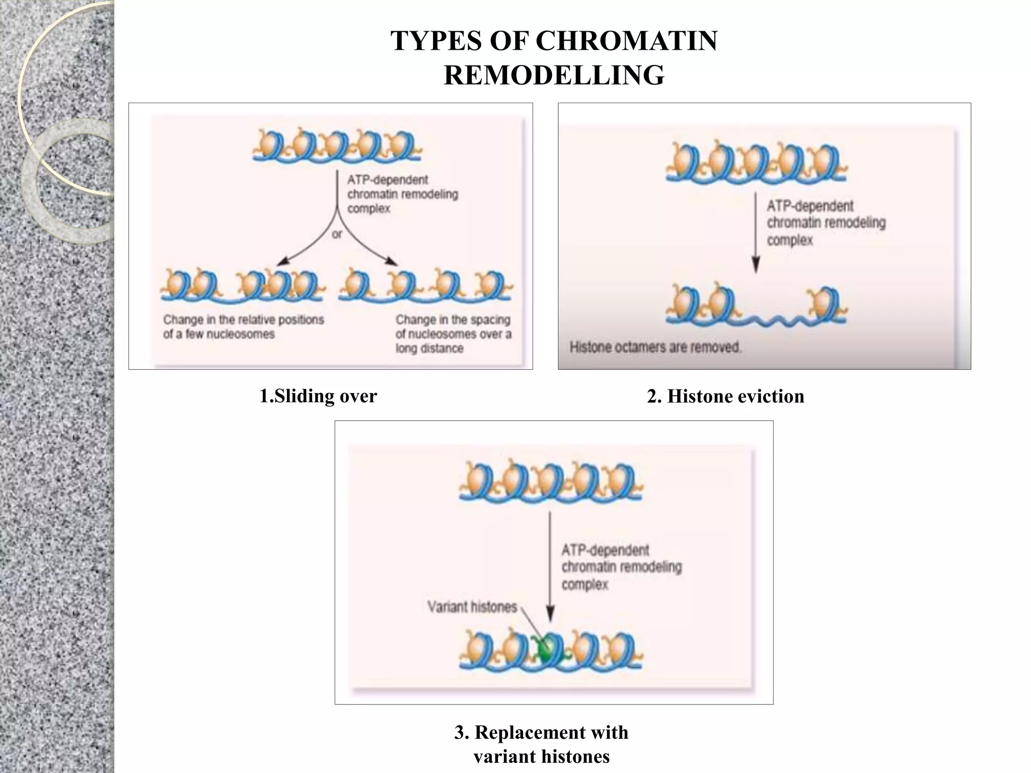 1.Sliding over 2. Histone eviction
3. Replacement with
variant histones
TYPES OF CHROMATIN
REMODELLING
 