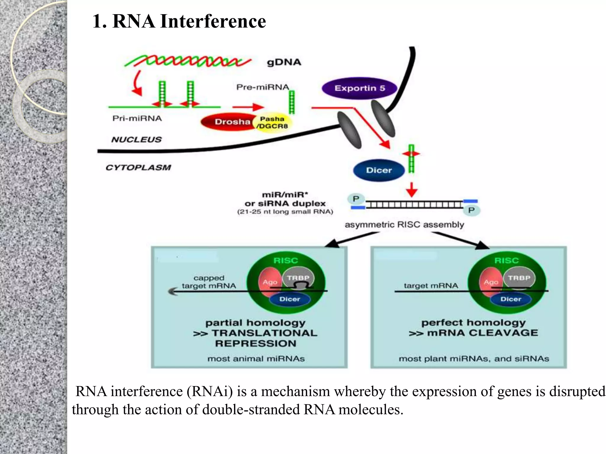 1. RNA Interference
RNA interference (RNAi) is a mechanism whereby the expression of genes is disrupted
through the action of double-stranded RNA molecules.
 
