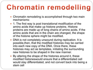  Chromatin remodeling is accomplished through two main
mechanisms:
 1. The first way is post translational modification of the
amino acids that make up histone proteins. Histone
proteins are made up of long chains of amino acids. If the
amino acids that are in the chain are changed, the shape
of the histone sphere might be modified.
 DNA is not completely unwound during replication. It is
possible,then, that the modified histones may be carried
into each new copy of the DNA. Once there, these
histones may act as templates, initiating the surrounding
new histones to be shaped in the new manner.
 By altering the shape of the histones around it, these
modified histoneswould ensure that a differentiated cell
would stay differentiated, and not convert back into being a
stem cell
 