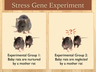Stress In Rats Epigenetics | PDF