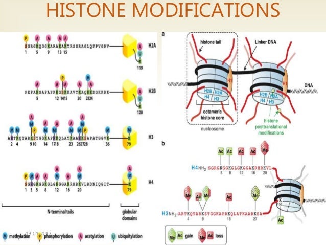 histone modification