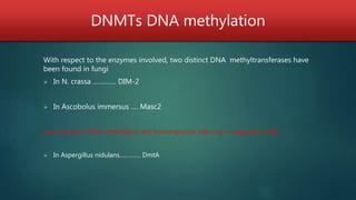 DNMTs DNA methylation
With respect to the enzymes involved, two distinct DNA methyltransferases have
been found in fungi
 In N. crassa …………. DIM-2
 In Ascobolus immersus …. Masc2
are involved in DNA methylation and transcriptional silencing in vegetative cells.
 In Aspergillus nidulans…………. DmtA
 