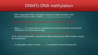 DNMTs DNA methylation
 DIM-2-dependent DNA methylation requires complex formation with
heterochromatin protein 1 ((HP1)……the ortholog of Schizosaccharomyces pombe SWI6
a member of SWI/SNF family of ATP-dependent chromatin remodeling complexes
 Masc1………. It is responsible for development and premeiotically induced DNA
methylation during the sexual stage
is a process by which cytosines within repeated DNA sequences are de novo methylated prior to the sexual cycle.
Its N. crassa ortholog RID is required for repeat-induced point (RIP) mutation during
the sexual phase
 in Aspergillus nidulans DmtA…………. is essential for sexual development
 