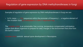 Regulation of gene expression by DNA methyltransferases in fungi
Examples of regulation of gene expression by DNA methyltransferases in fungi are rare
 In N. crassa ......... Frq (sequences within the promoter of frequency )…. a negative element of
the circadian clock are methylated in a DIM-2-dependent way.
The circadian clock is an entrainable, free-running, temperature-compensated, anticipatory
system that allows organisms to prepare for daily changes in the environment that arise from
the Earth’s rotation
circadian clock controls asexual spore development in Neurospora
 