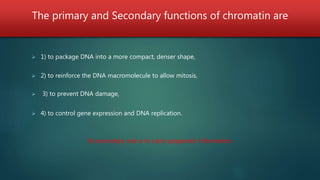 The primary and Secondary functions of chromatin are
 1) to package DNA into a more compact, denser shape,
 2) to reinforce the DNA macromolecule to allow mitosis,
 3) to prevent DNA damage,
 4) to control gene expression and DNA replication.
Its secondary role is to carry epigenetic information.
 