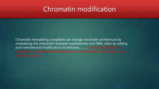 Chromatin modification
Chromatin remodeling complexes can change chromatin architecture by
modulating the interaction between nucleosomes and DNA, often by adding
post-translational modifications to histones…………through methylation,
acetylation, phosphorylation,ubiquitination,SUMOylation,citrullination, and
ADP-ribosylation
 