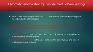 Chromatin modification by histone modification in fungi
 In N. crassa and Aspergillus nidulans ………. methylation of lysine (K) and arginine
(R) and acetylation of K residues
The N-terminal tails of H3 and H4 are required to generate transcriptionally repressive
heterochromatin and transcriptionally active euchromatin
 In euchromatin………the K residues in the H3 and H4 tails are hyperacetylated,and
especially,H3K4 is trimethylated
 In heterochromatin ……… on the other hand, H3K9 is trimethylated and other K
residues are hypoacetylated
 
