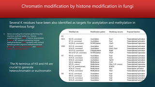 Chromatin modification by histone modification in fungi
Several K residues have been also identified as targets for acetylation and methylation in
filamentous fungi
 Genes encoding the enzymes performing the
reactions outlined earlier (i.e., histone
acetyltransferases (HATs), histone deacetylases
(HDACs), SET-domain-containing histone
methyltransferase (HMT) proteins with Jumonji
domains,protein arginine methyltransferases
(PRMTs), kinases, phosphatases, and ubiquitin
ligase-containing proteins
The N-terminus of H3 and H4 are
crucial to generate
heterochromatin or euchromatin
 