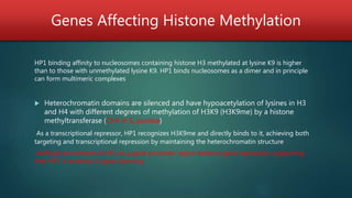 Genes Affecting Histone Methylation
HP1 binding affinity to nucleosomes containing histone H3 methylated at lysine K9 is higher
than to those with unmethylated lysine K9. HP1 binds nucleosomes as a dimer and in principle
can form multimeric complexes
 Heterochromatin domains are silenced and have hypoacetylation of lysines in H3
and H4 with different degrees of methylation of H3K9 (H3K9me) by a histone
methyltransferase (Clr4 in S. pombe)
As a transcriptional repressor, HP1 recognizes H3K9me and directly binds to it, achieving both
targeting and transcriptional repression by maintaining the heterochromatin structure
Artificial recruitment of HP1 to a gene promoter region leads to gene repression, supporting
that HP1 is essential in gene silencing
 