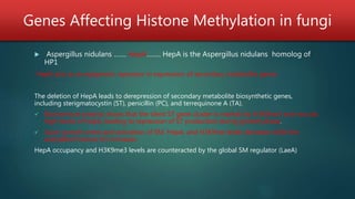 Genes Affecting Histone Methylation in fungi
 Aspergillus nidulans ……. HepA…….. HepA is the Aspergillus nidulans homolog of
HP1
HepA acts as an epigenetic repressor in expression of secondary metabolite genes
The deletion of HepA leads to derepression of secondary metabolite biosynthetic genes,
including sterigmatocystin (ST), penicillin (PC), and terrequinone A (TA).
 Biochemical analysis shows that the silent ST gene cluster is marked by H3K9me3 and recruits
high levels of HepA, leading to repression of ST production during growth phase.
 Upon growth arrest and activation of SM, HepA, and H3K9me levels decrease while the
acetylated histone H3 increases
HepA occupancy and H3K9me3 levels are counteracted by the global SM regulator (LaeA)
 