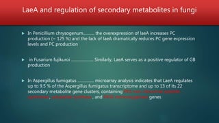 LaeA and regulation of secondary metabolites in fungi
 In Penicillium chrysogenum………. the overexpression of laeA increases PC
production (~ 125 %) and the lack of laeA dramatically reduces PC gene expression
levels and PC production
 in Fusarium fujikuroi ……………….. Similarly, LaeA serves as a positive regulator of GB
production
 In Aspergillus fumigatus …………... microarray analysis indicates that LaeA regulates
up to 9.5 % of the Aspergillus fumigatus transcriptome and up to 13 of its 22
secondary metabolite gene clusters, containing PKS-non-ribosomal peptide
synthetase, polyketide synthase , and P450 monooxygenase genes
 