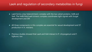 LaeA and regulation of secondary metabolites in fungi
 LaeA forms a key heterotrimeric complex with the two velvet proteins, VelB and
VeA. The VelB/VeA/LaeA trimeric complex coordinates light signals with fungal
development and SM
 All three components in this complex are essential for sexual development and ST
production in A. nidulans.
 Previous studies showed that LaeA and VeA interact in P. chrysogenum and F.
fujikuroi, too
 