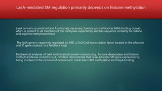 LaeA-mediated SM regulation primarily depends on histone methylation
LaeA contains a predicted and functionally necessary S-adenosyl-methionine SAM) binding domain
which is present in all members of the methylase superfamily and has sequence similarity to histone
and arginine methyltransferase
The laeA gene is negatively regulated by AflR, a Zn2/Cys6 transcription factor located in the aflatoxin
and ST gene clusters, in a feedback loop
Biochemical analyses of laeA and heterochromatin mutants (e.g., histone deacetylase and histone
methyltransferase mutants) in A. nidulans demonstrate that LaeA activates SM gene expression by
being involved in the removal of heteromatin marks like H3K9 methylation and HepA binding
.
 