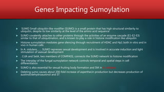 Genes Impacting Sumoylation
 SUMO Small ubiquitin-like modifier (SUMO) is a small protein that has high structural similarity to
ubiquitin, despite its low similarity at the level of the amino acid sequence
 SUMO covalently attaches to other proteins through the activities of an enzyme cascade (E1-E2-E3)
similar to that of ubiquitination, and is known to play a role in histone modification like ubiquitin
 Histone sumoylation mediates gene silencing through recruitment of HDAC and Hp1 both in vitro and in
vivo in human cells
 In A. nidulans……. SUMO represses sexual development and is involved in accurate induction and light
stimulation of asexual development
 . CclA and SetA, two members of COMPASS, connects the SUMO network to histone modification
 The interplay of the fungal sumoylation network controls temporal and spatial steps in cell
differentiation
 SUMO is also essential for sexual fruiting body formation and SM in A. nidulans
 Deleting sumo causes about 200-fold increase of asperthecin production but decreases production of
austinol/dehydroaustinol and ST
 