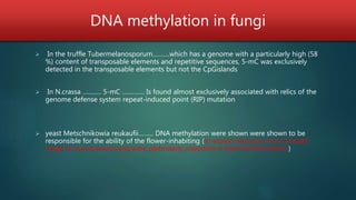 DNA methylation in fungi
 In the truffle Tubermelanosporum……….which has a genome with a particularly high (58
%) content of transposable elements and repetitive sequences, 5-mC was exclusively
detected in the transposable elements but not the CpGislands
 In N.crassa ……….. 5-mC …………. Is found almost exclusively associated with relics of the
genome defense system repeat-induced point (RIP) mutation
 yeast Metschnikowia reukaufii……... DNA methylation were shown were shown to be
responsible for the ability of the flower-inhabiting (to exploit resources from a broad
range of environments and were particularly important in harsh environments )
 